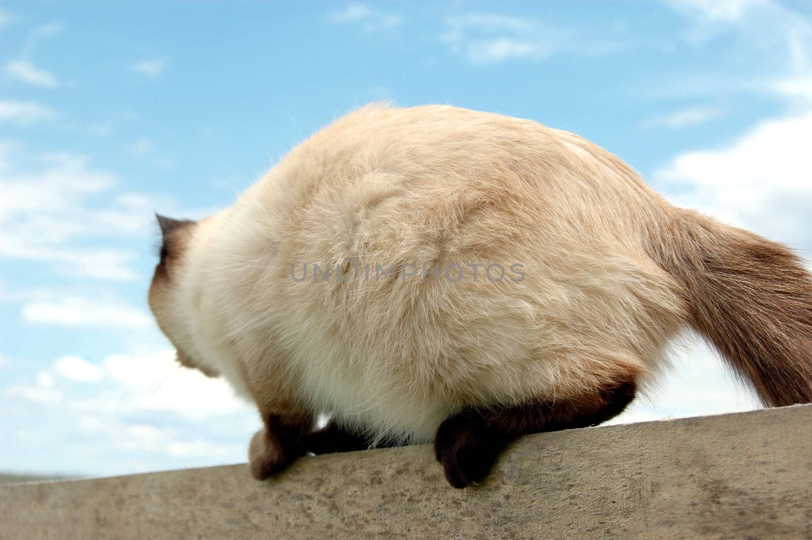 Siamese cat sitting on fence with its back over blue sky