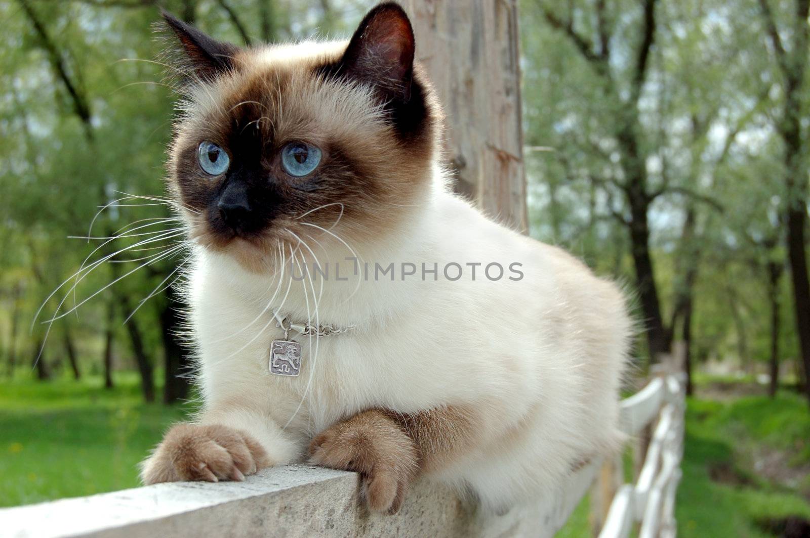 Siamese cat sitting on fence on green grass background