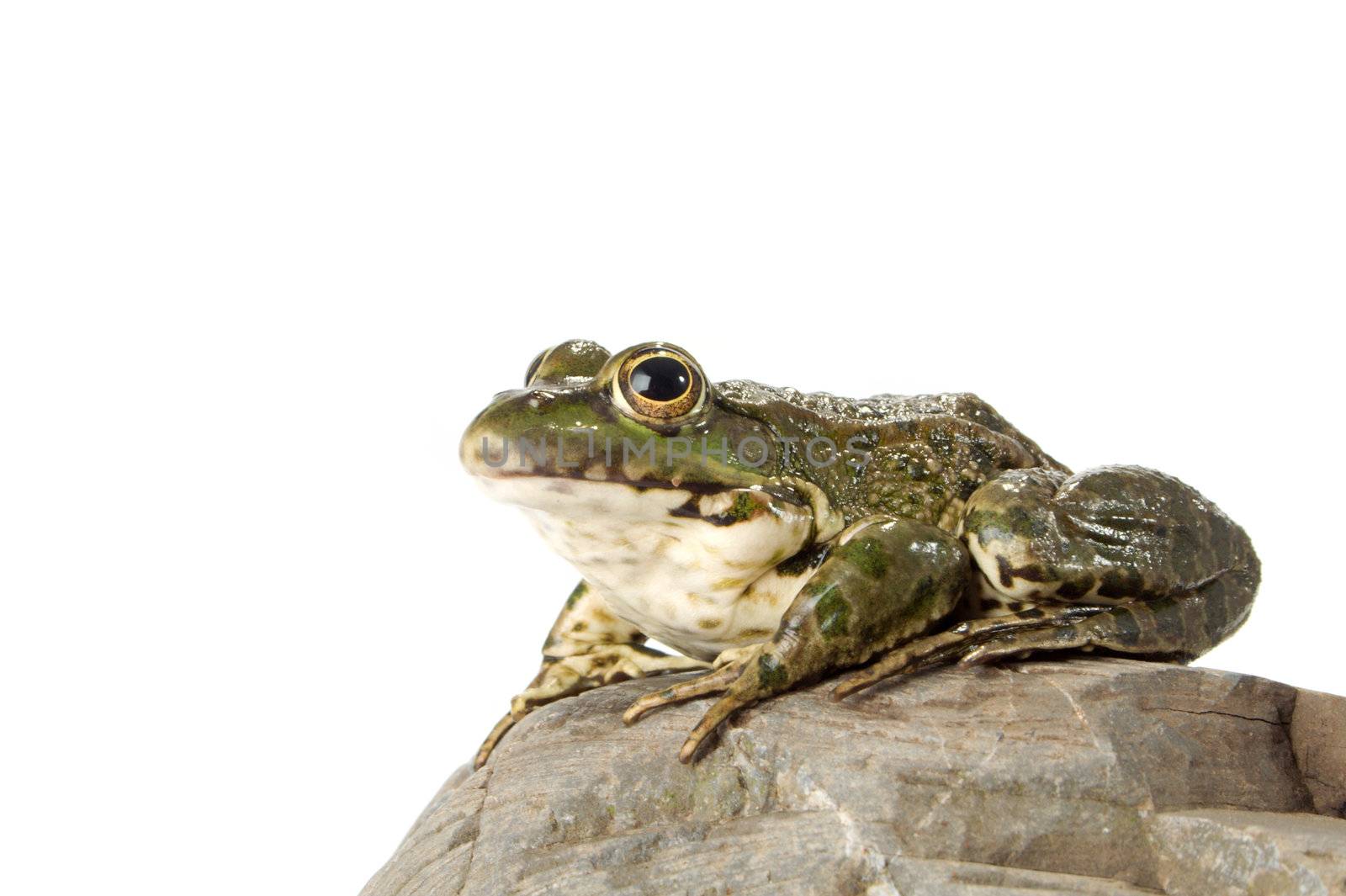 The marsh frog closely looking at the photographer.