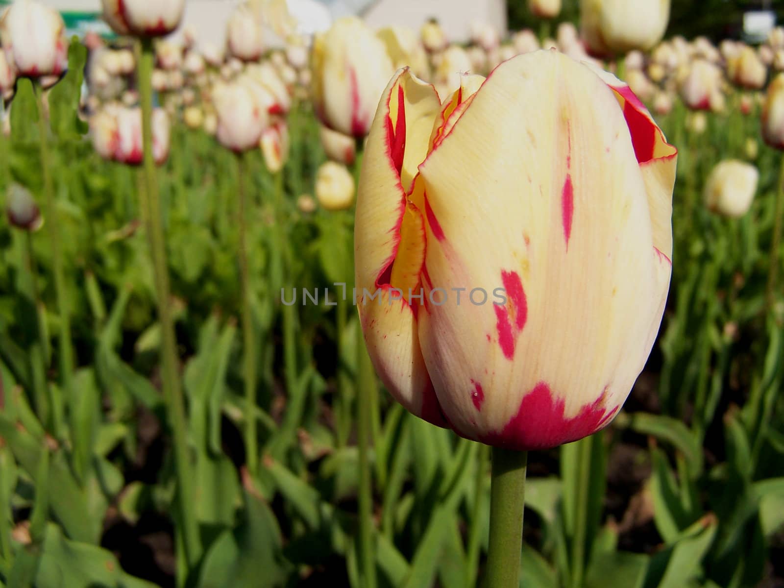 Close up of the blooming tulip in the spring.