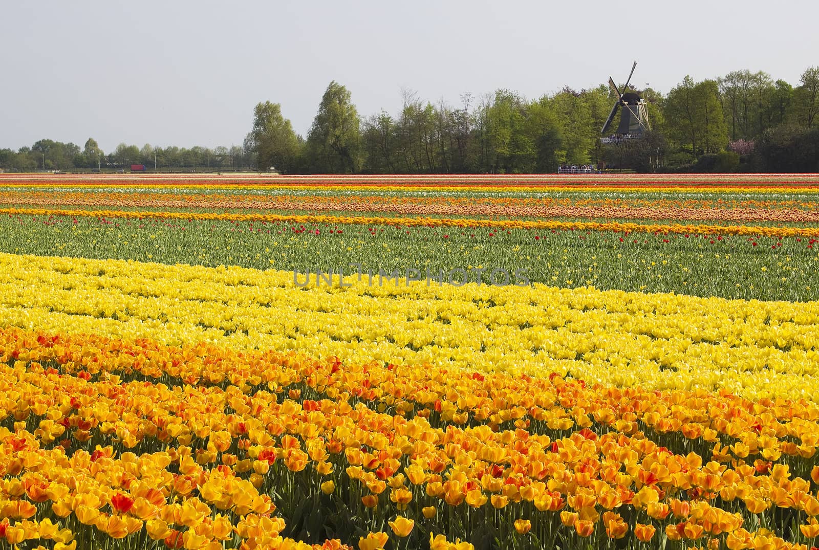 Multi colored tulip field in the Netherlands