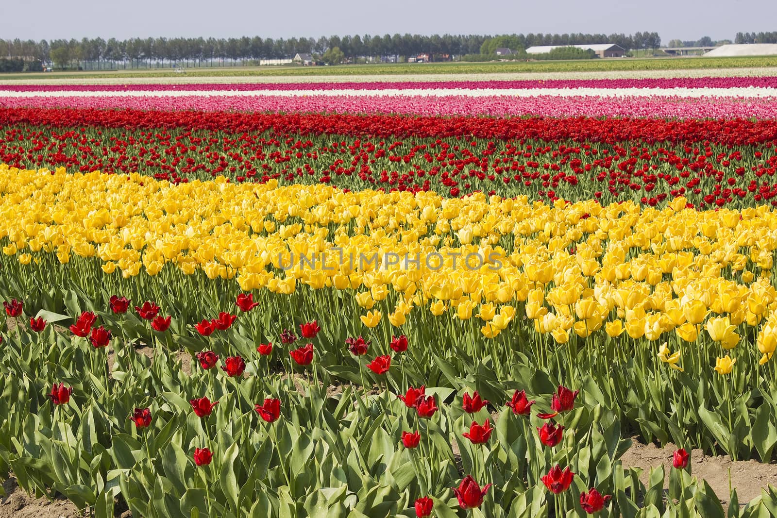 Multi colored tulip field in the Netherlands