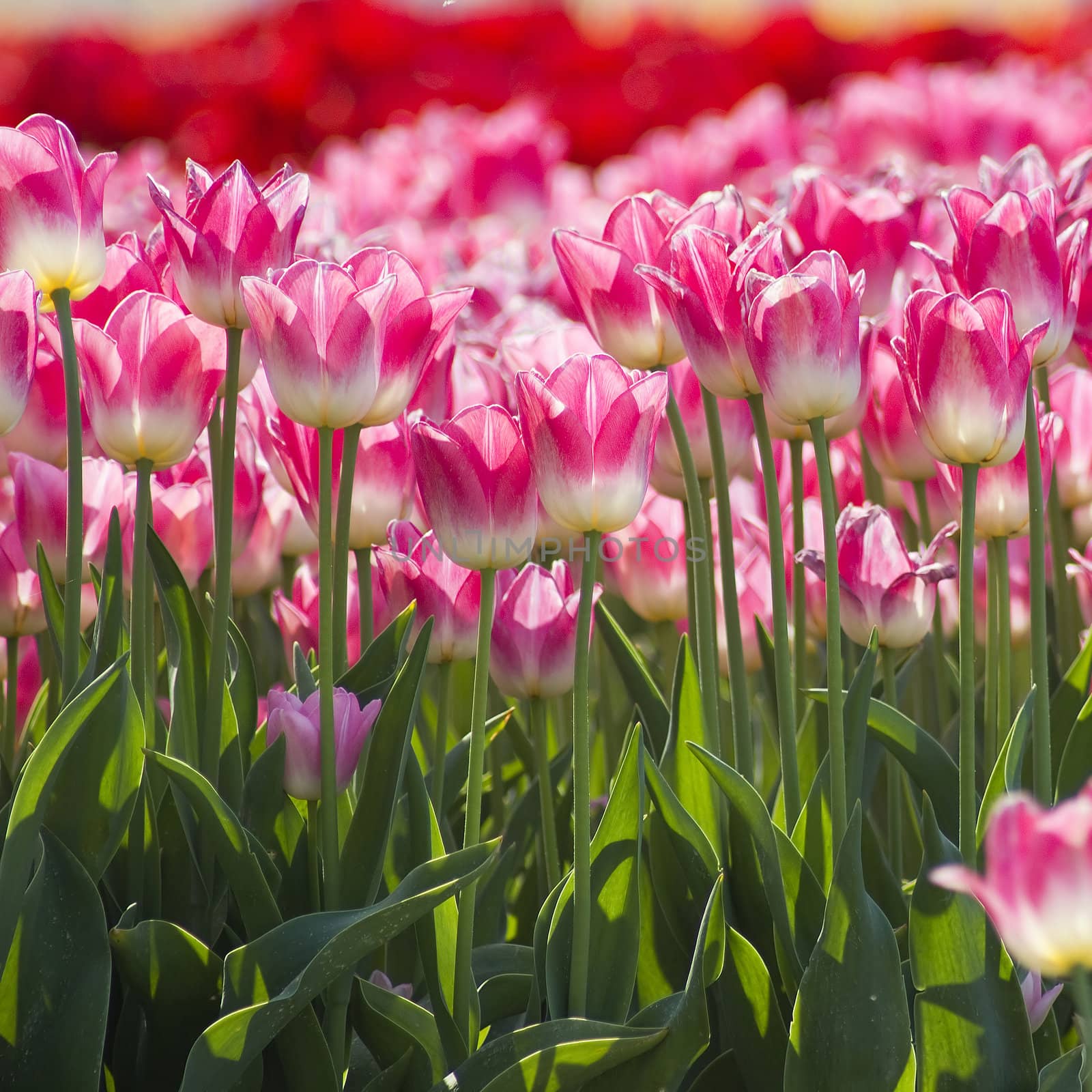 A spring field with pink tulips in the Netherlands