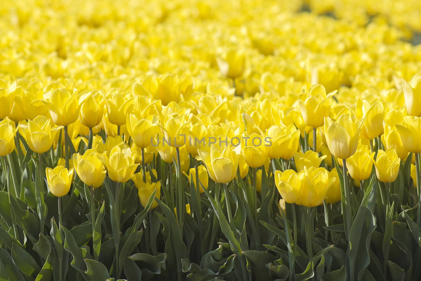 A spring field with yellow tulips in the Netherlands