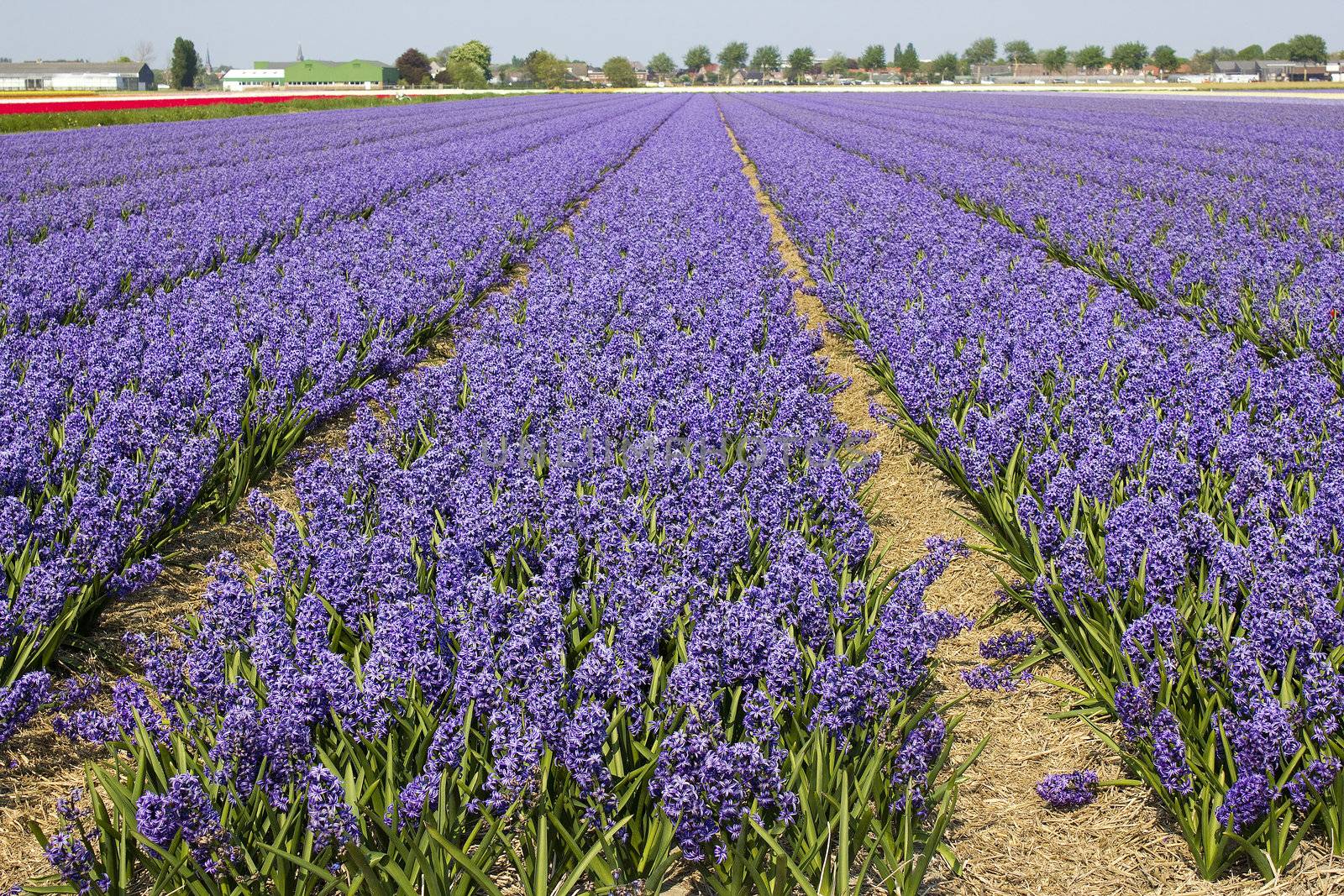field of hyacinths
