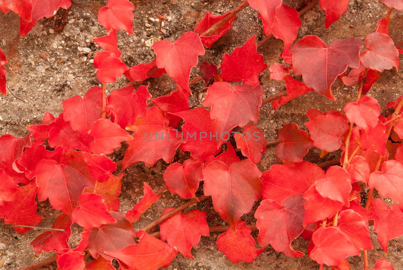 The old wall covered with scarlet red leaves is closeup for the texture