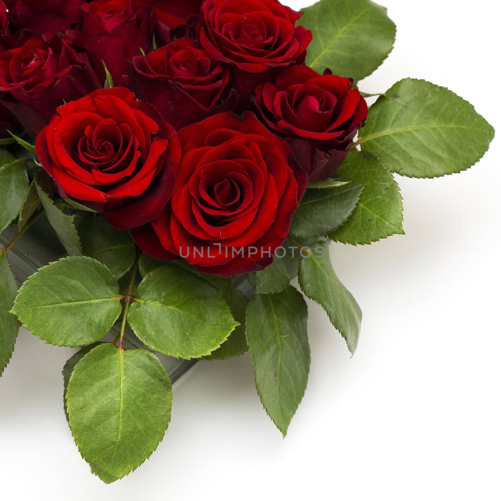 red roses