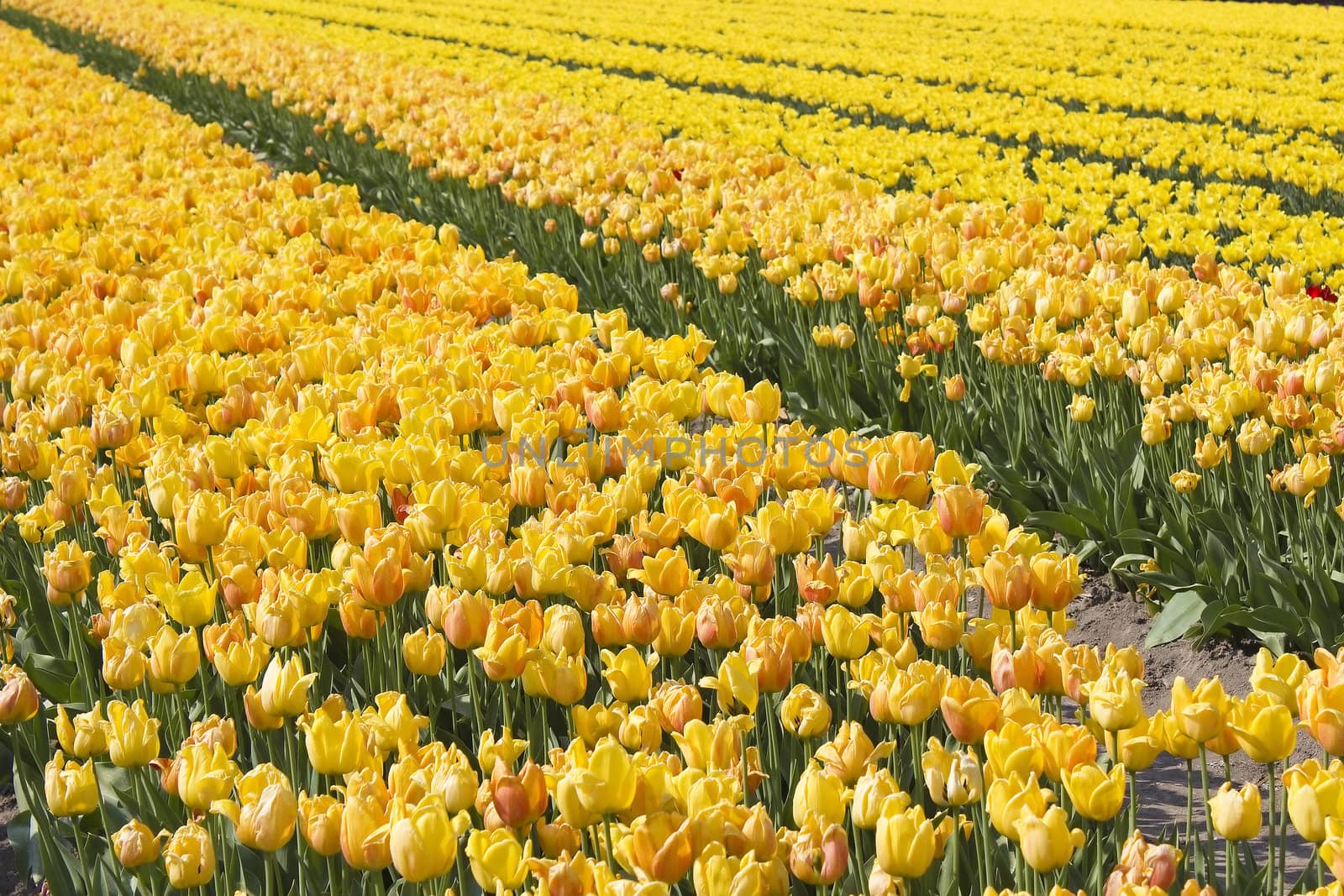 A spring field with yellow tulips in the Netherlands