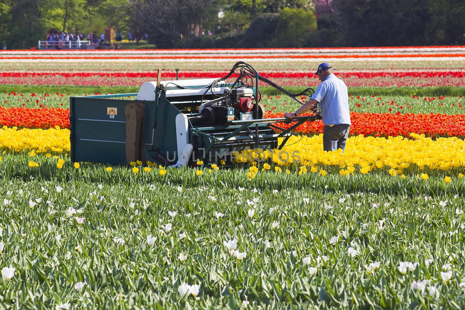 cutting the tops of tulips at a dutch farm 
