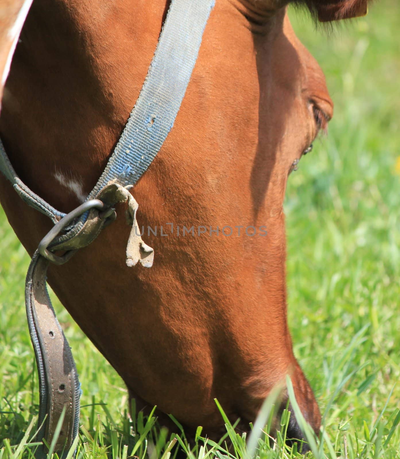 cow brown and white and grass