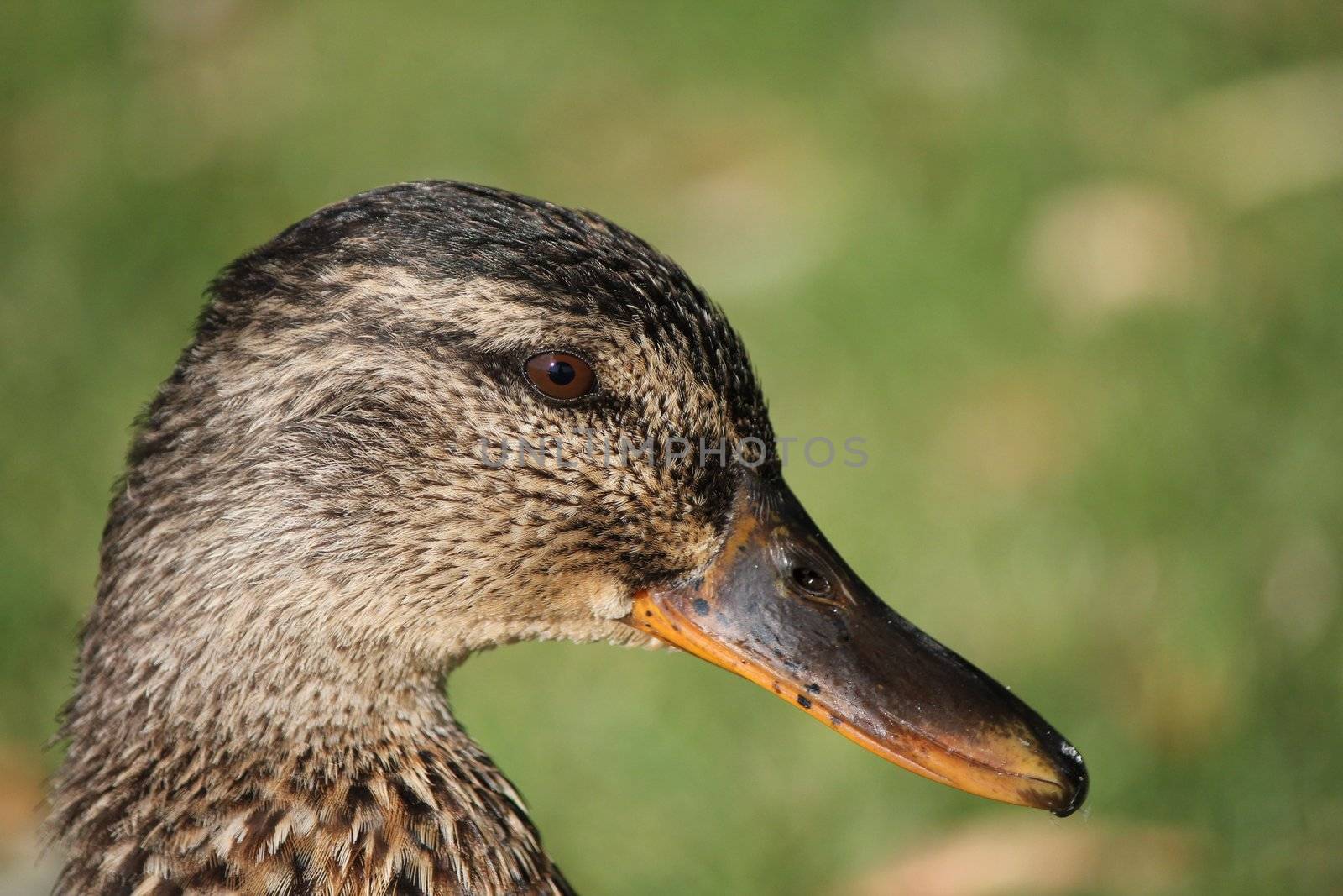 duck brown by mariephotos
