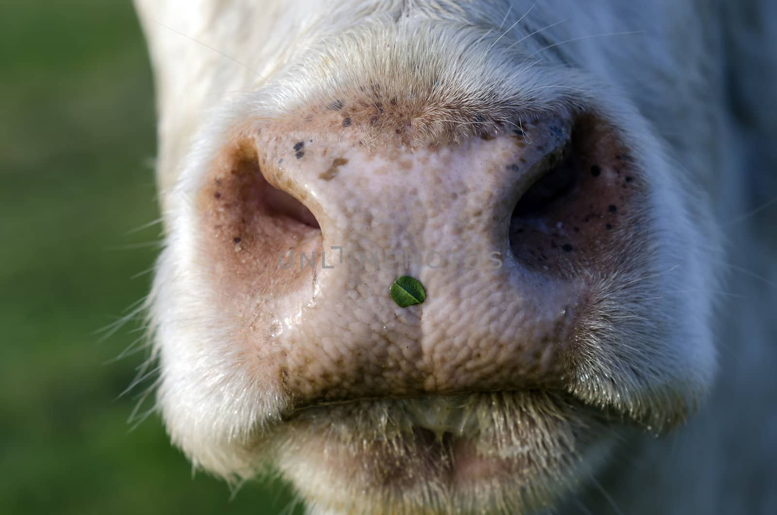 the mouth of an ox 