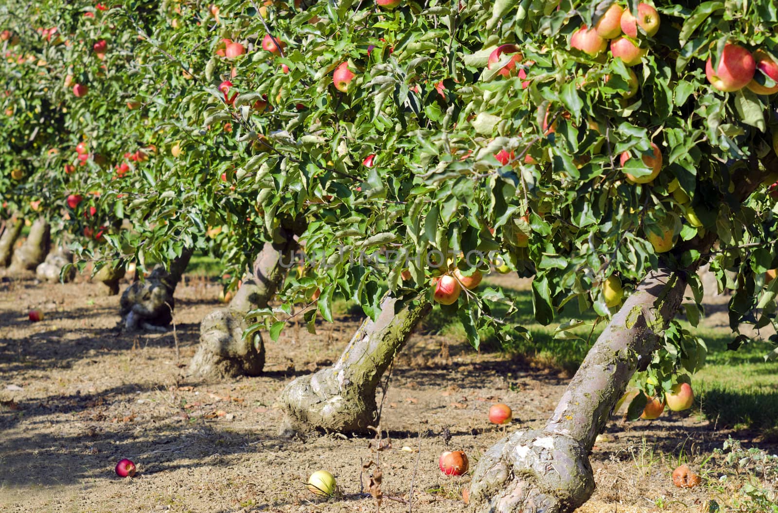 apple orchard by gufoto