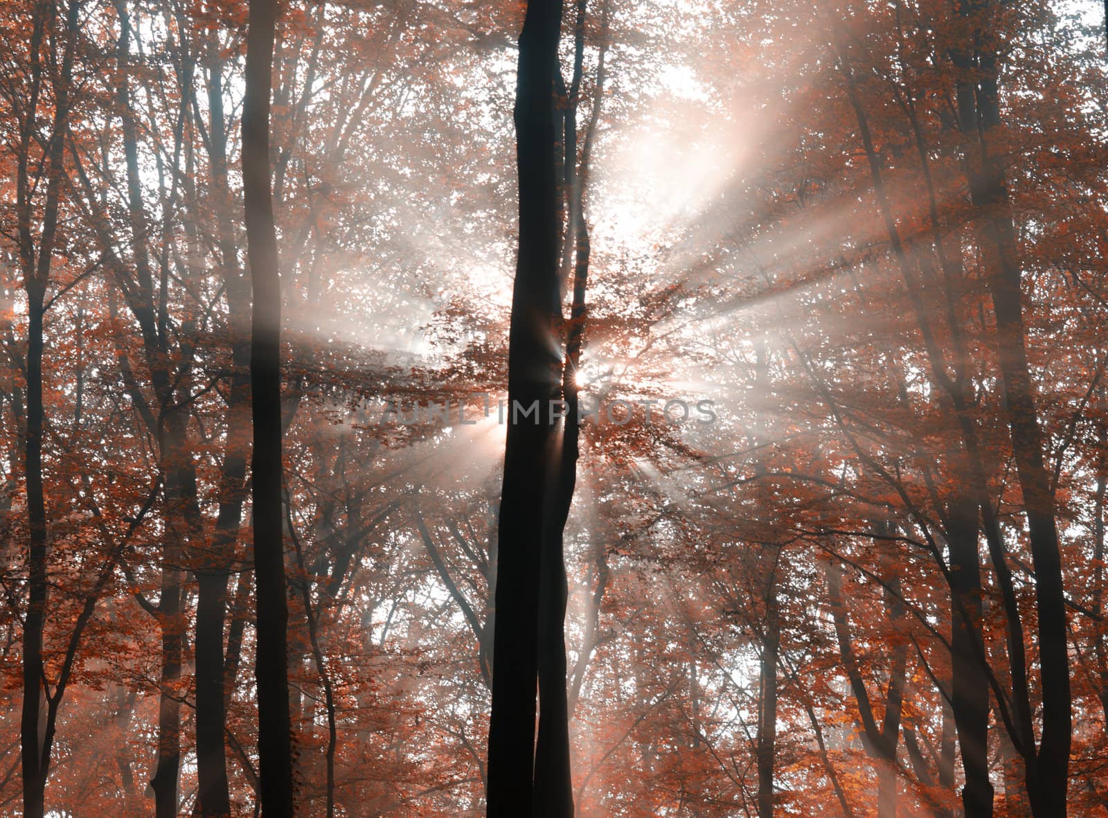 sunlight through the foliage