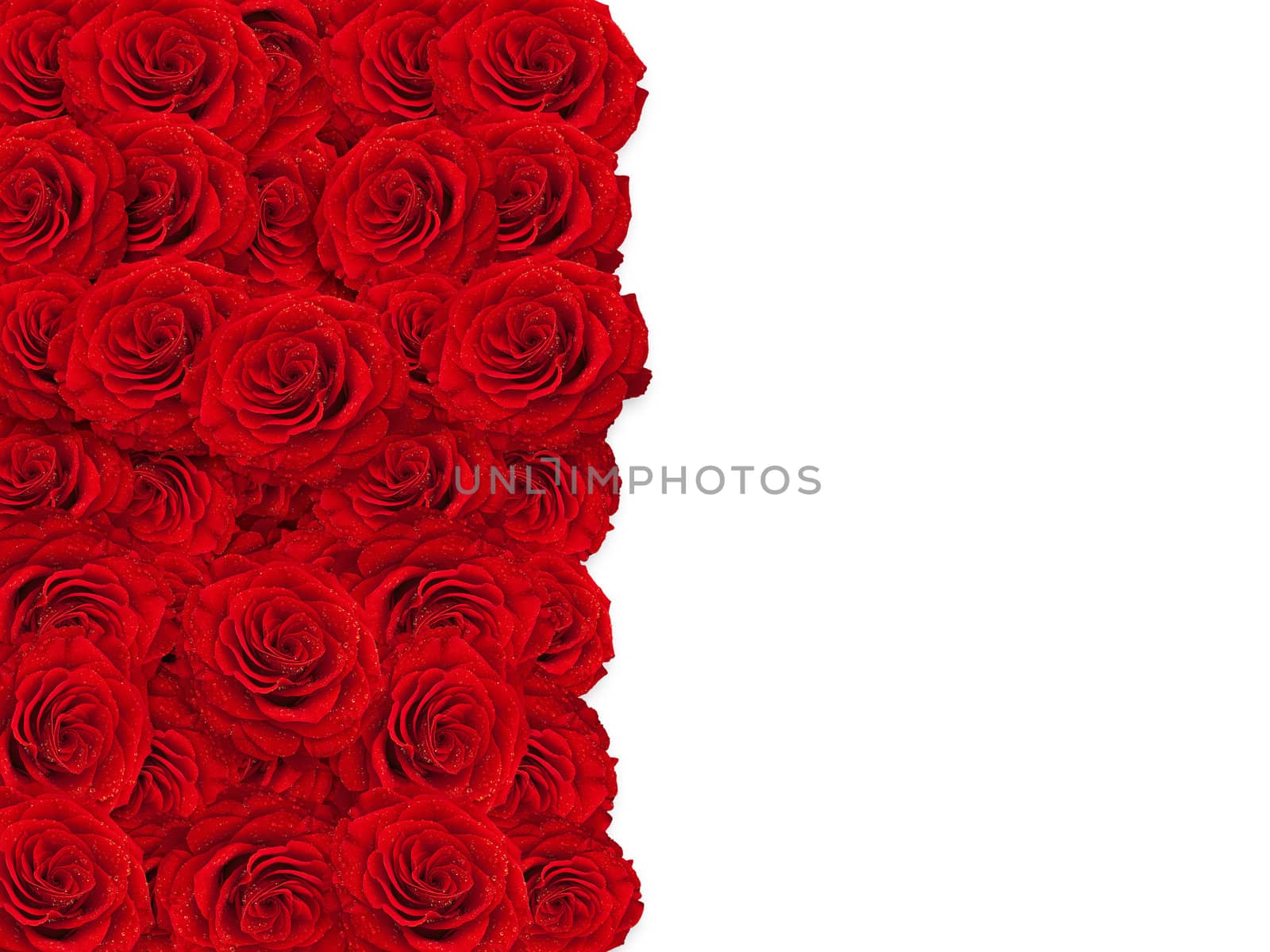 red roses frame over white background, copyspace