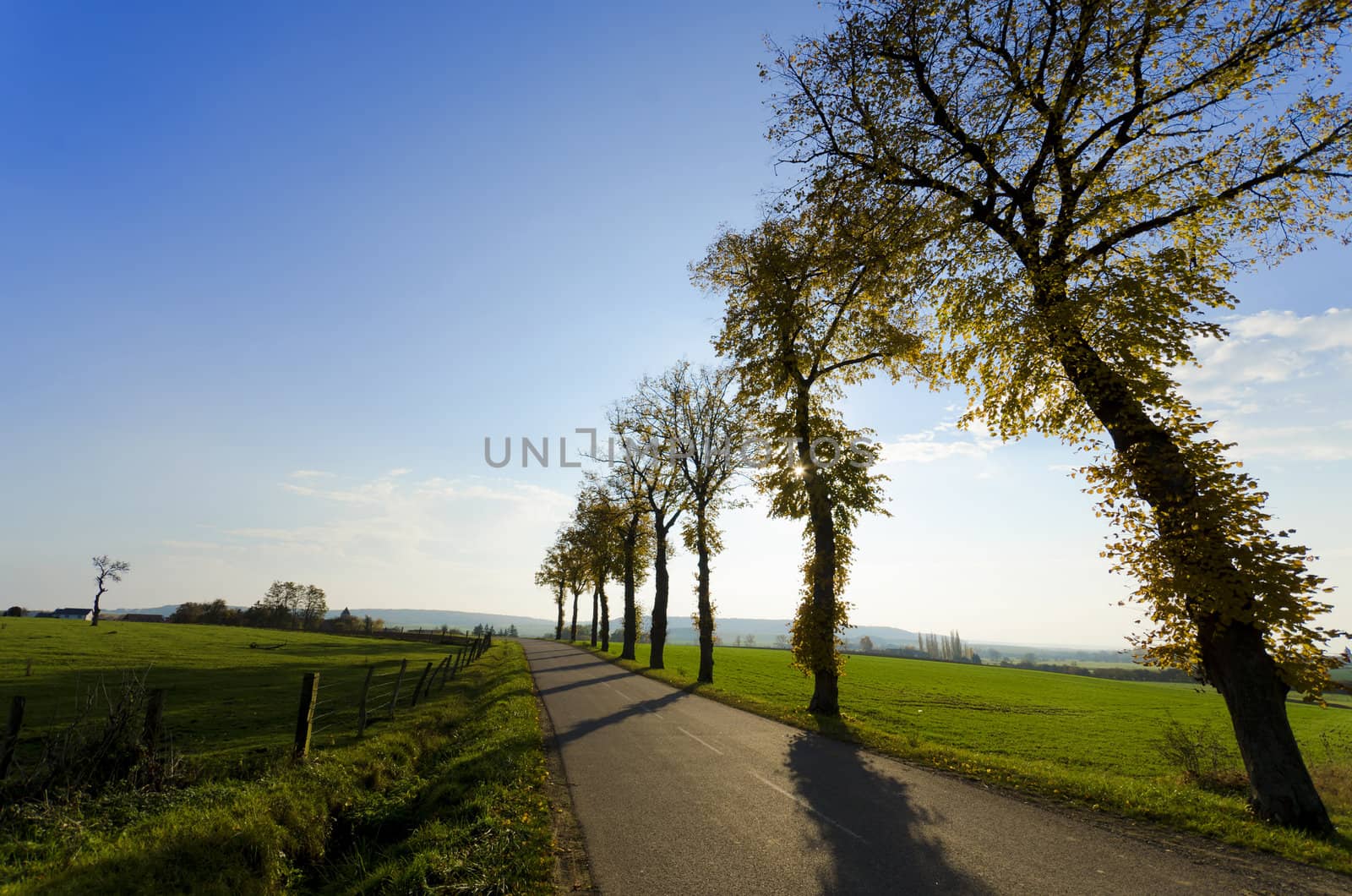 a country road lined with trees