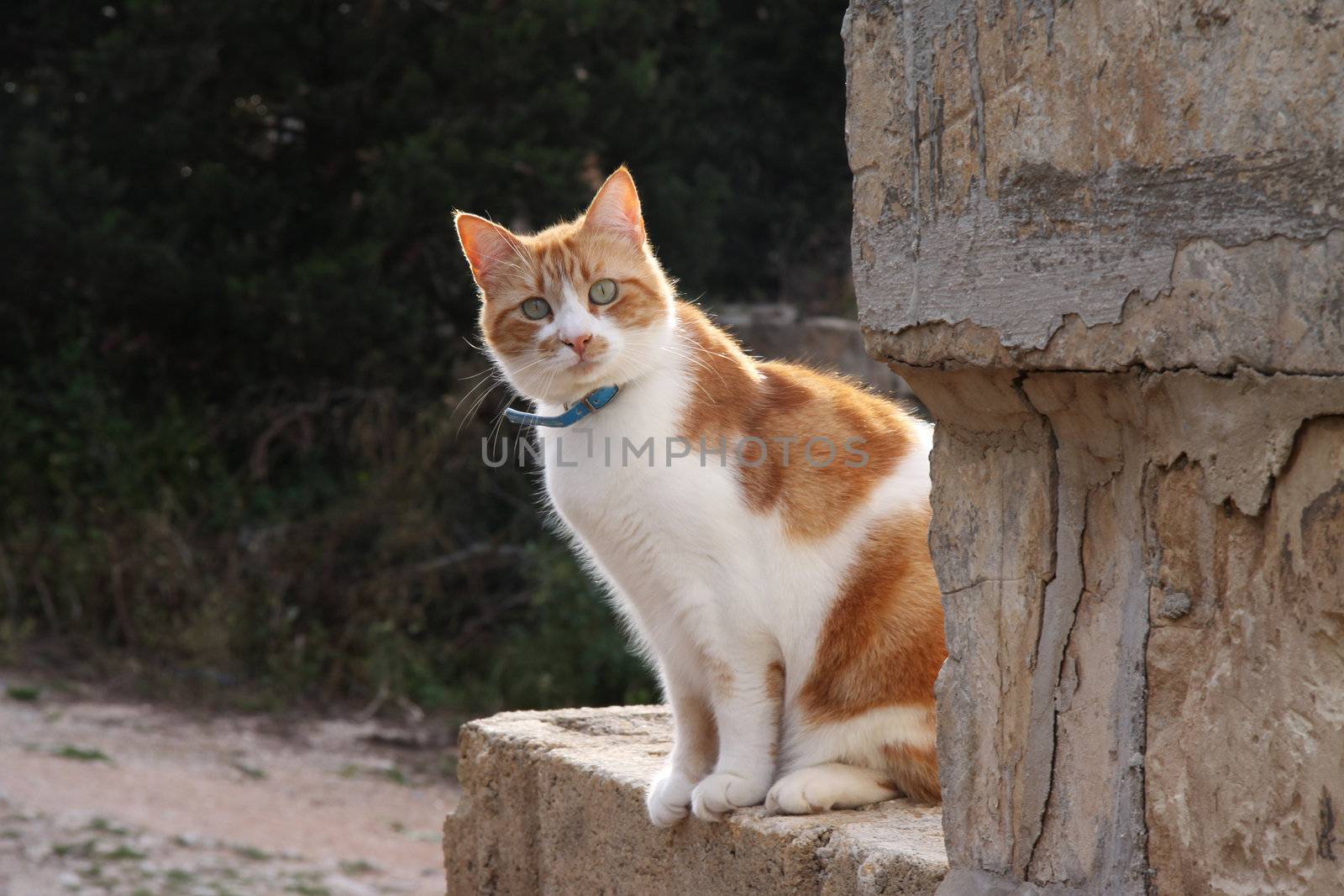 A domesticated ginger cat sits on a wall outdoors, looking at the camera