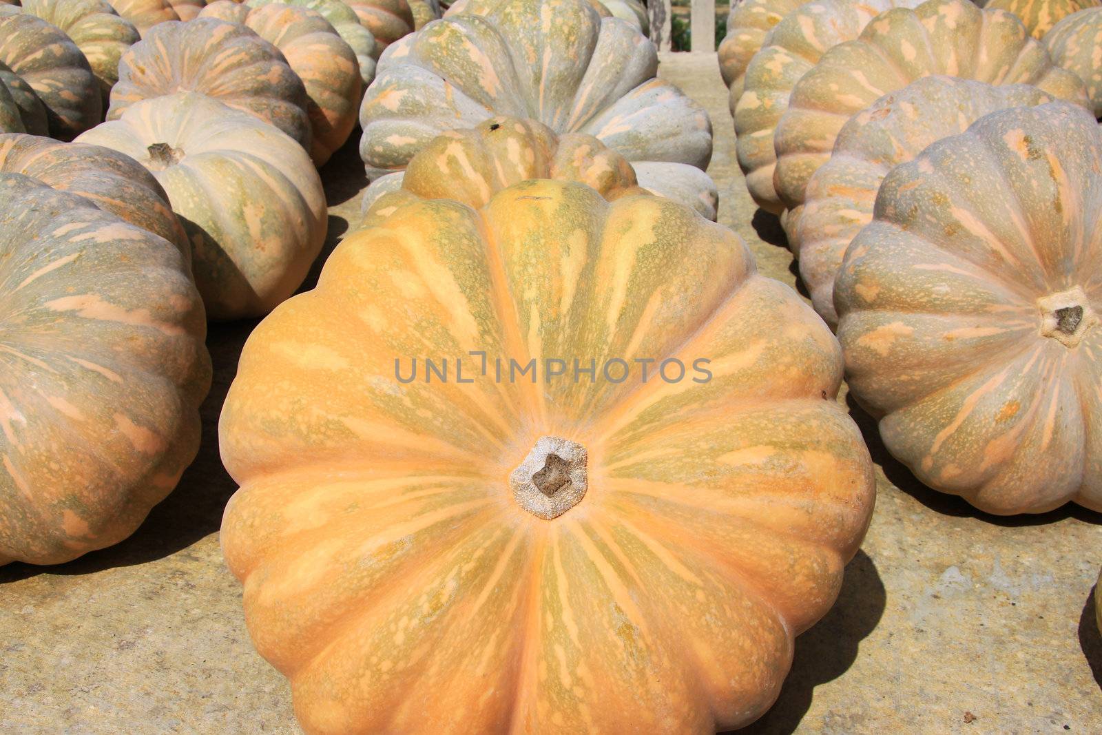 Round pumpkins laid out in the sun