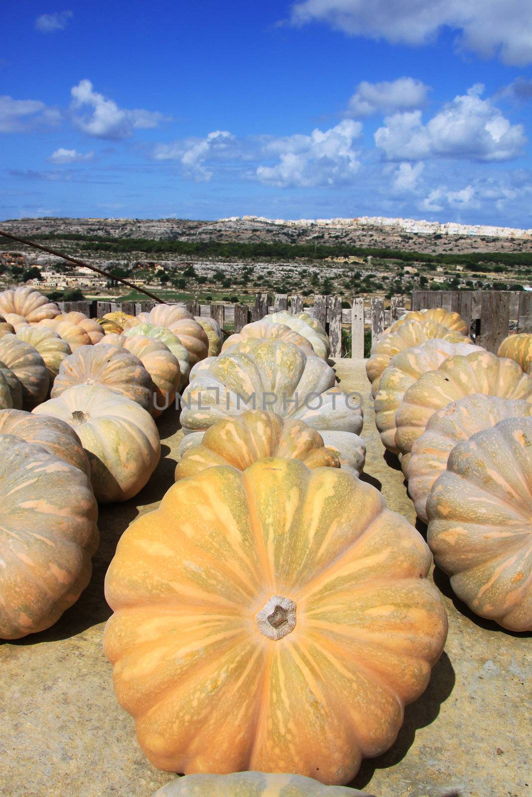 Round pumpkins lade out in rows on a roof in Malta to dry in the sun