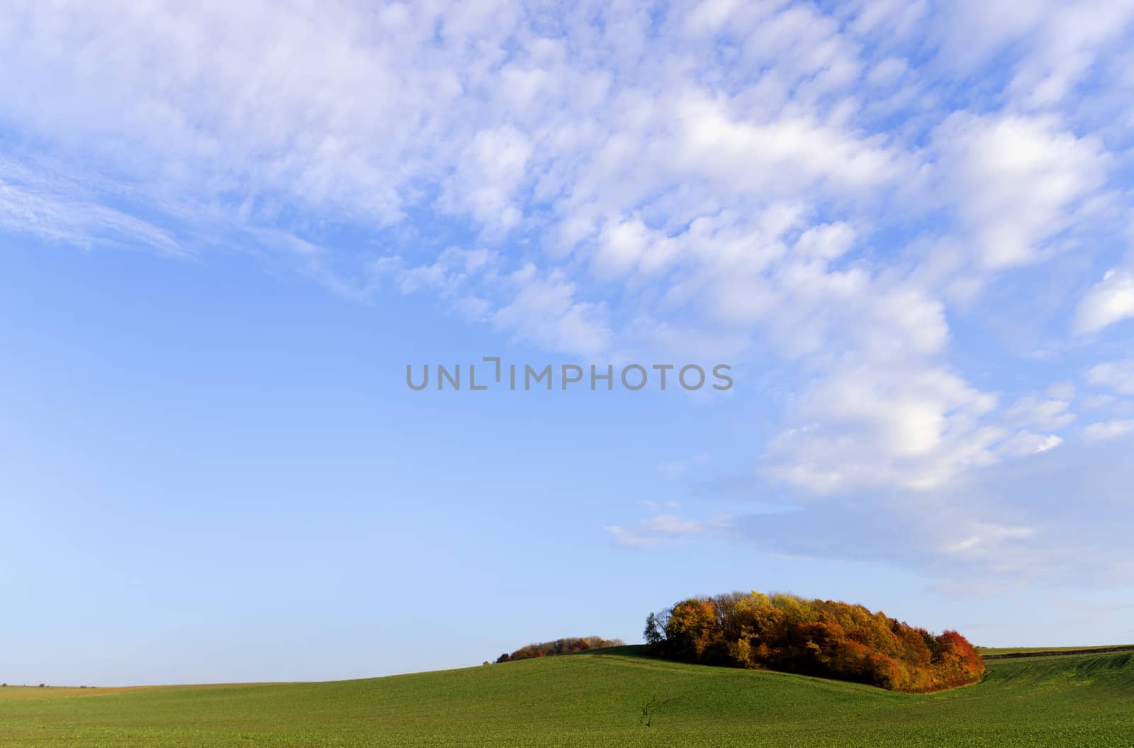 a forest surrounded by the fields