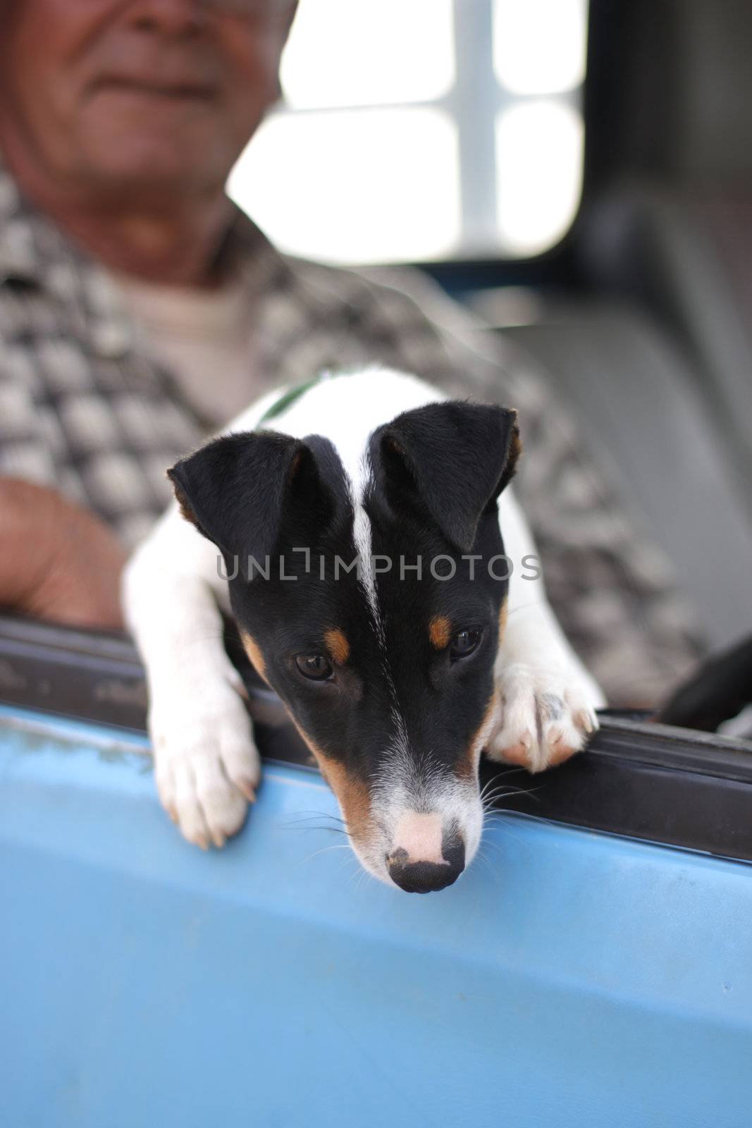 A small mixed breed puppy, predominantly a terrier, is peeping out of his masters blue pick up truck