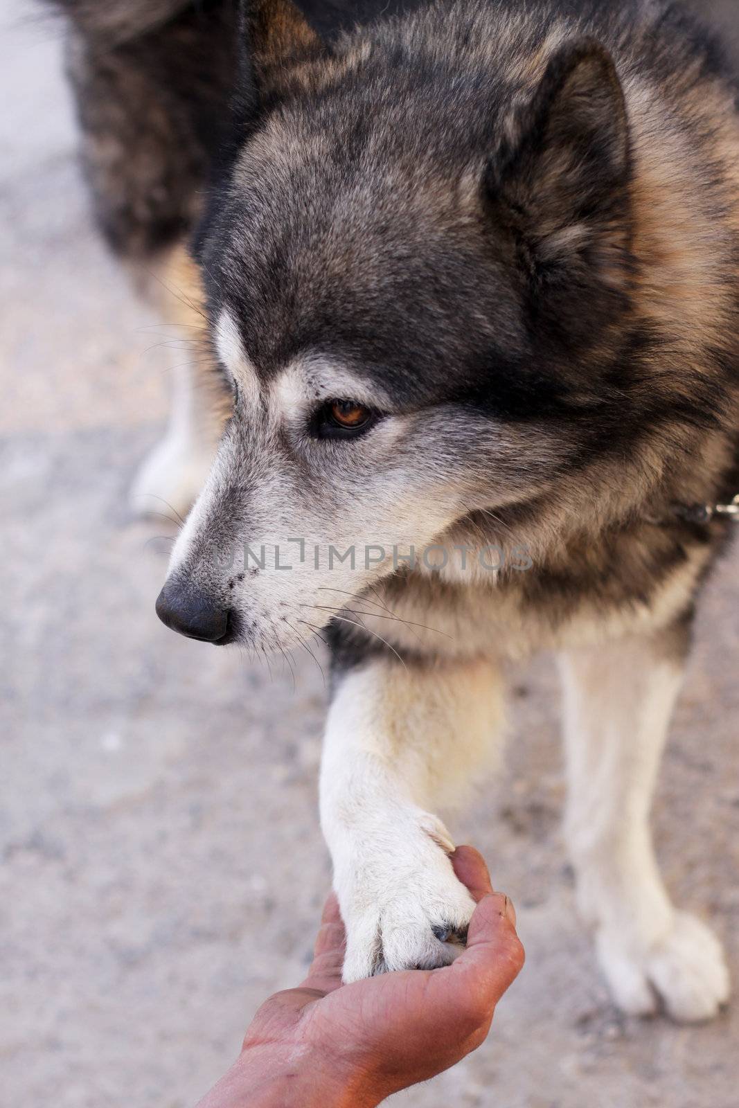 Siberian husky giving paw