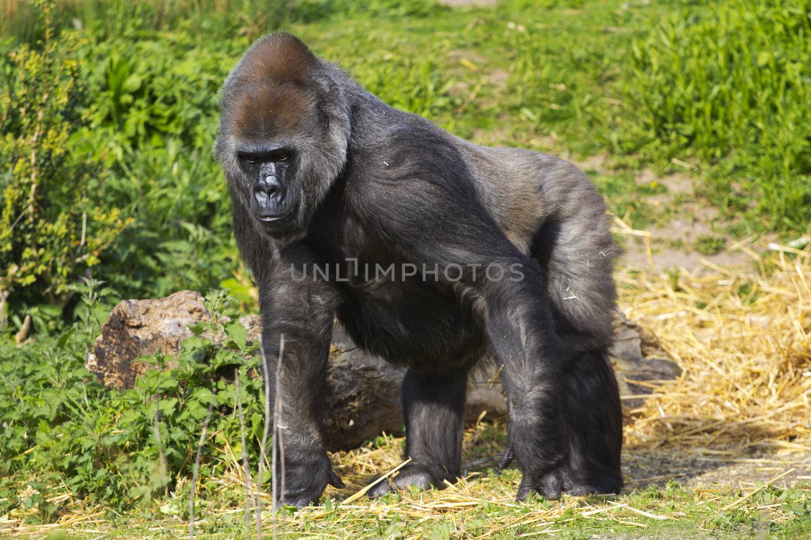 A female western lowland gorilla standing side on facing left