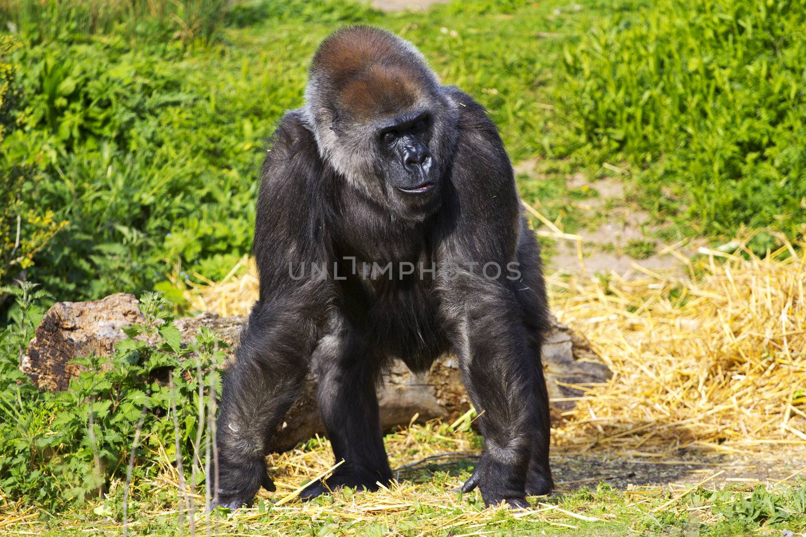A female western lowland gorilla standing facing forward and looking to the right