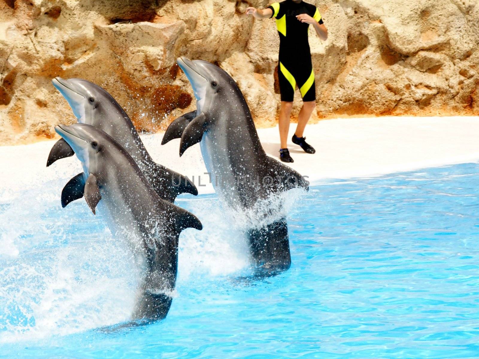 Bottlenose Dolphins preforming in a show