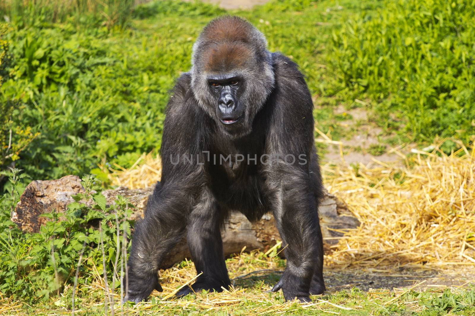 A western lowland female gorilla standing facing forward