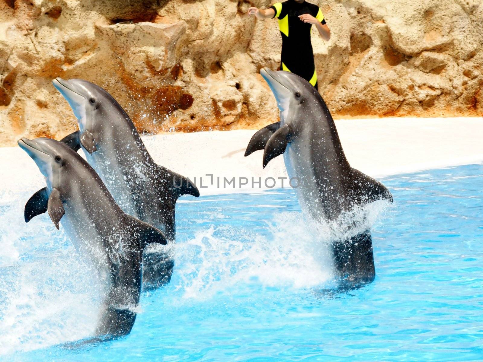 Bottlenose Dolphnis performing in a show