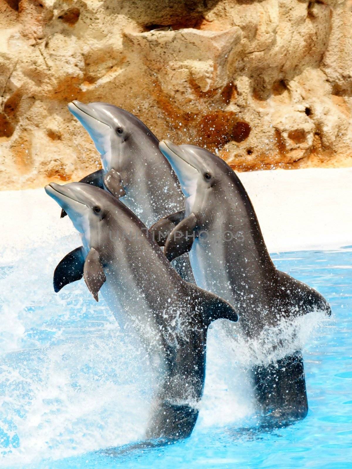 Bottlenose Dolphis preforming in a show