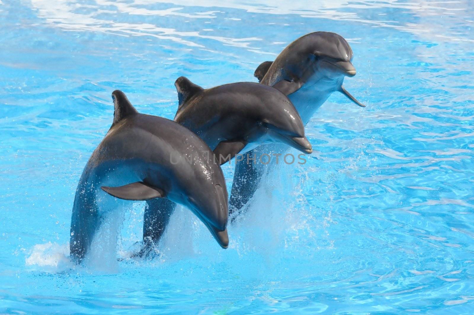 Bottlenose Dolphnis performing in a show