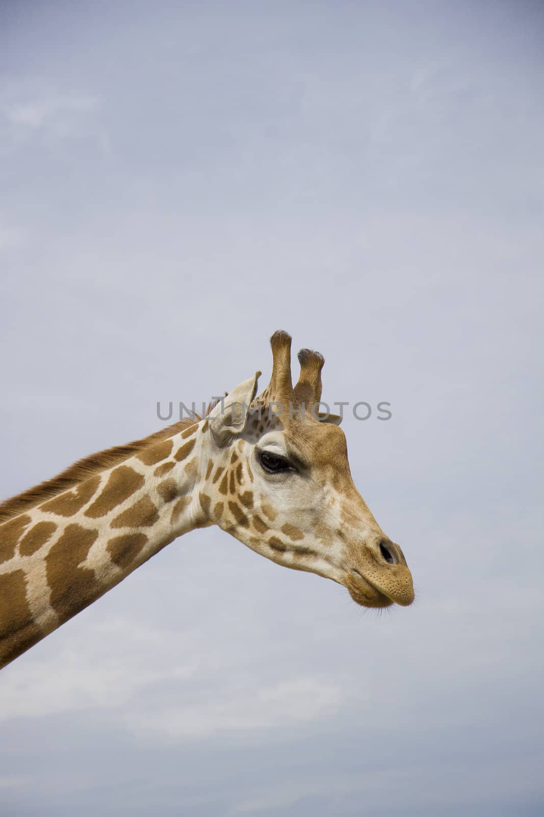 A profile close-up shot of a giraffe. Space for copy text