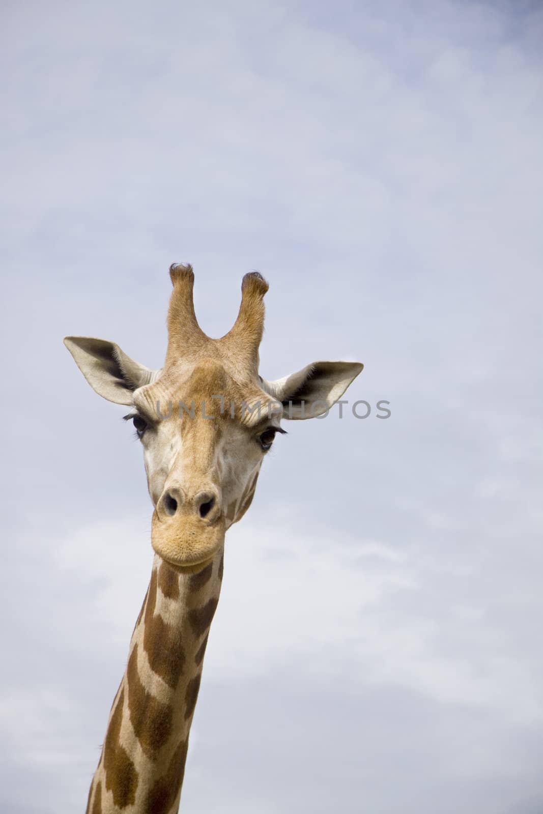 Close up of giraffe, only head and neck, set against blue sky, looking at the camera