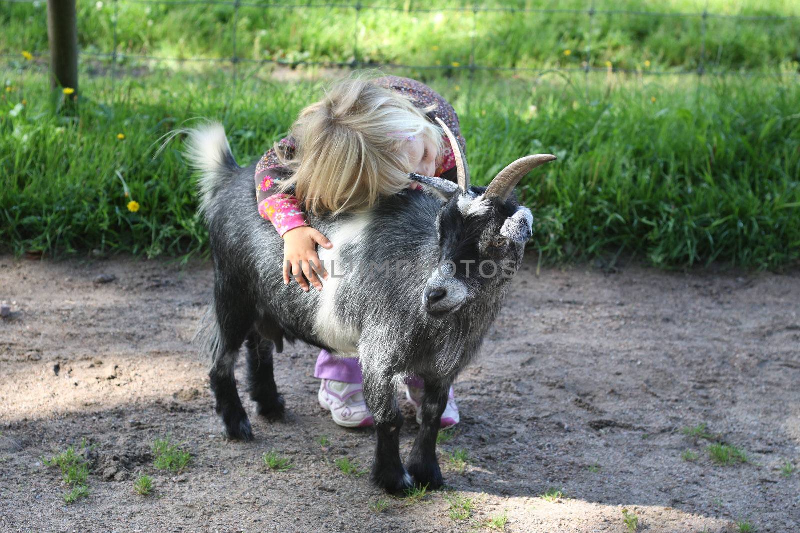A toddler hugging a billy goat at the children's zoo