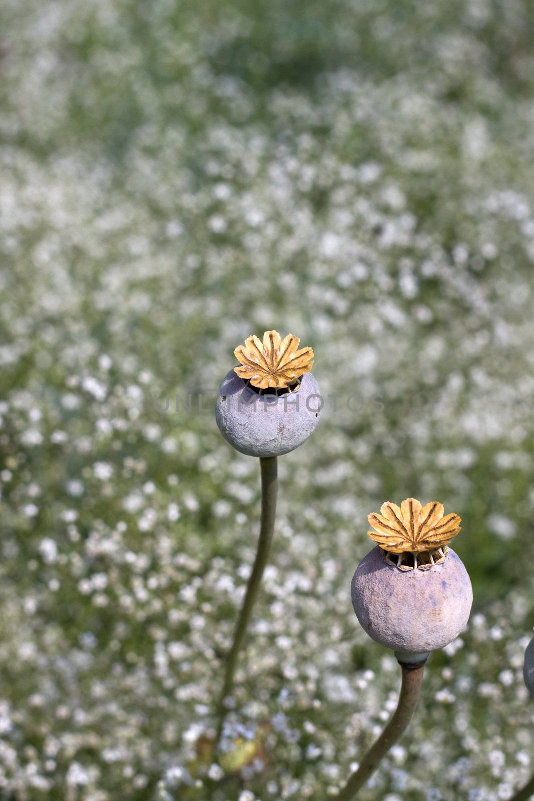 Poppy seeds in field, Soft focus