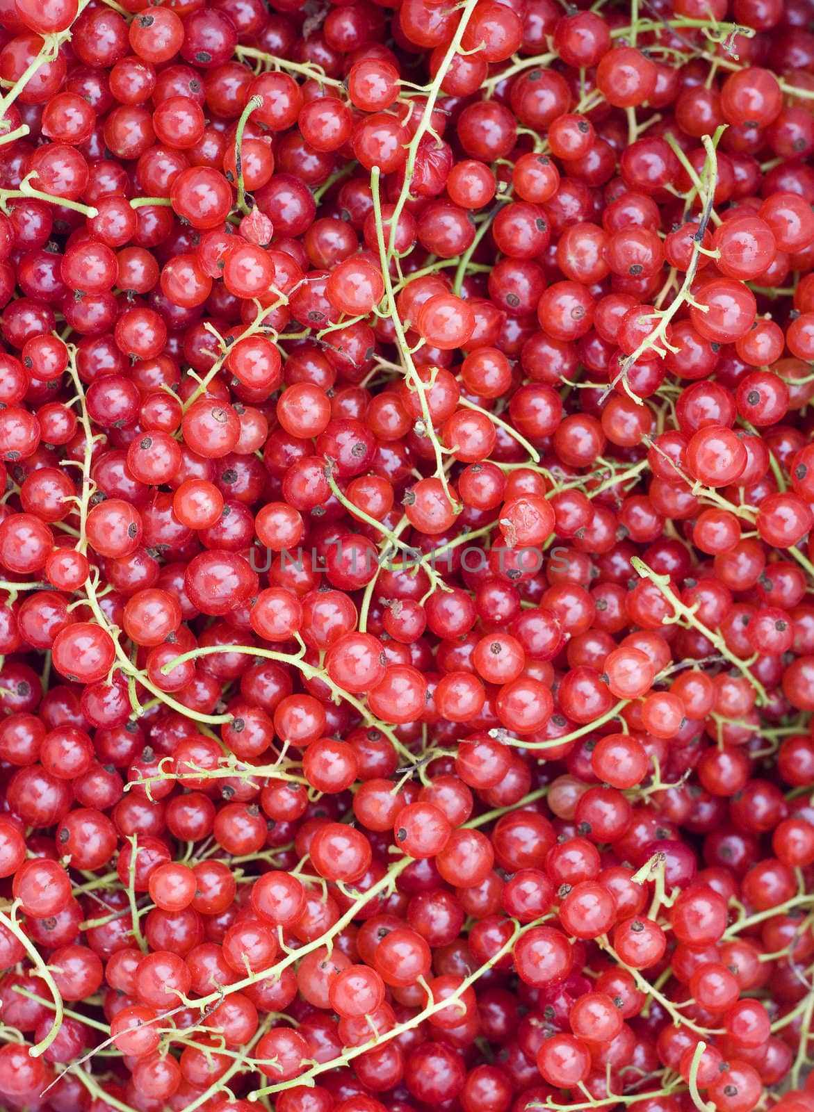 Closeup of a cluster of redcurrants by annems