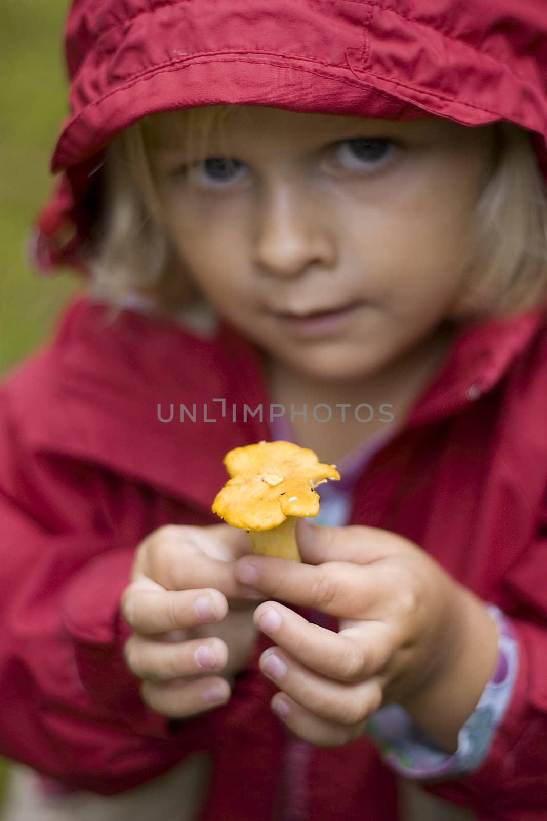 A little girl dressed in a rain coat is holding up a small yellow chanterelle