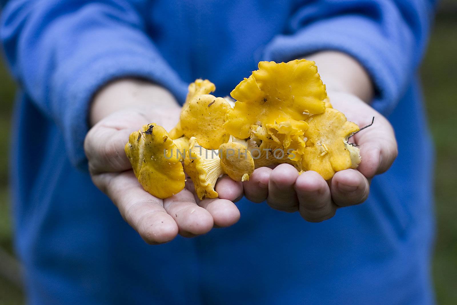 Just picked yellow yellow chanterelles held out in hands. Soft focus