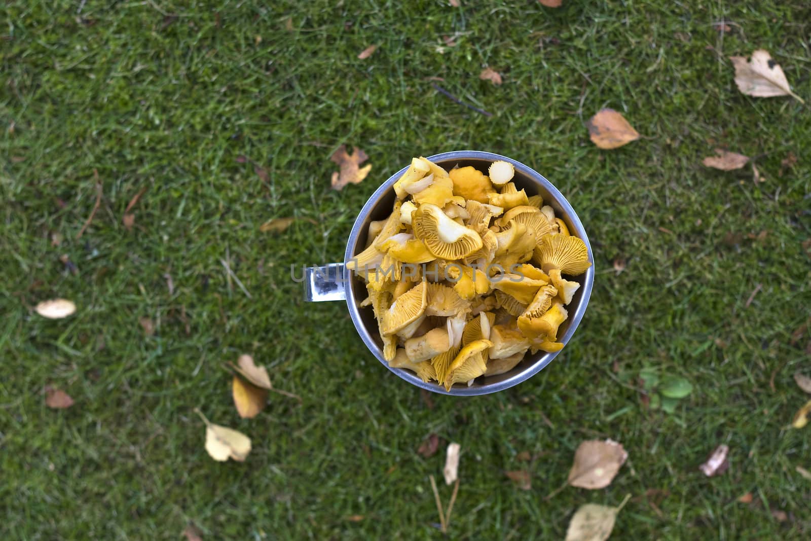 Newly picked yellow chantarelles by annems