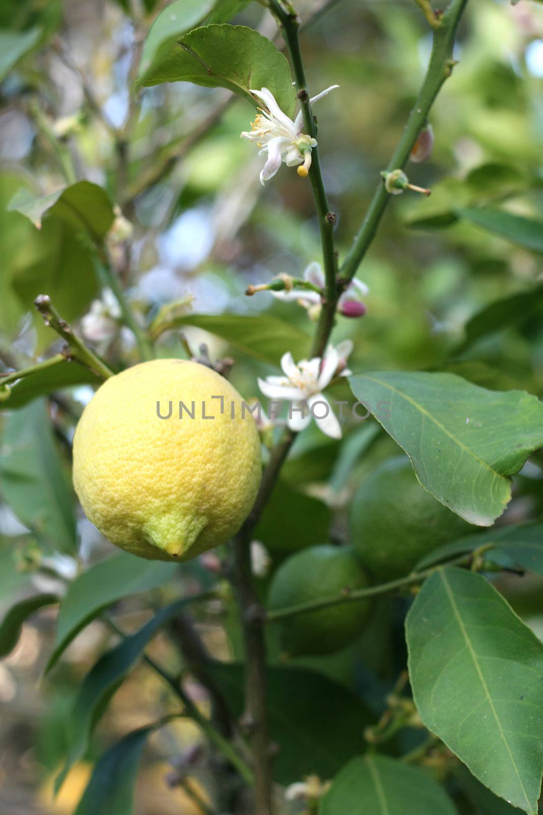 Close up of a yellow lemon, lemon flower and green lemons on a lemon tree