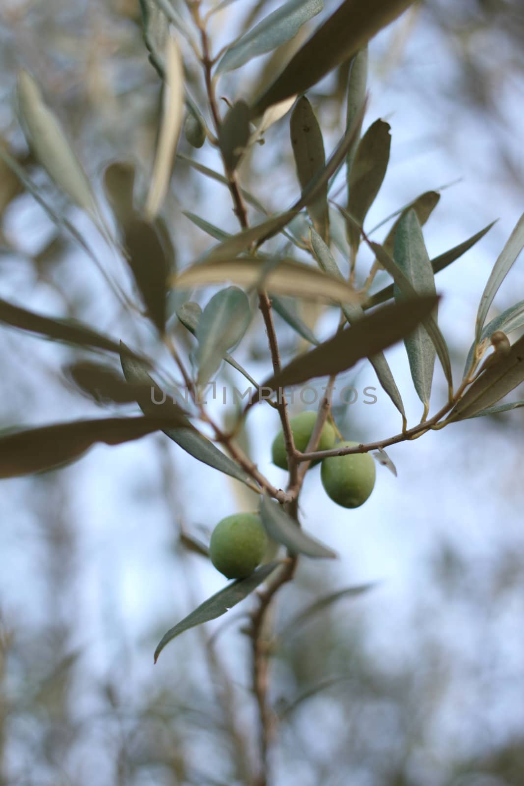 Close up of olives growing on tree