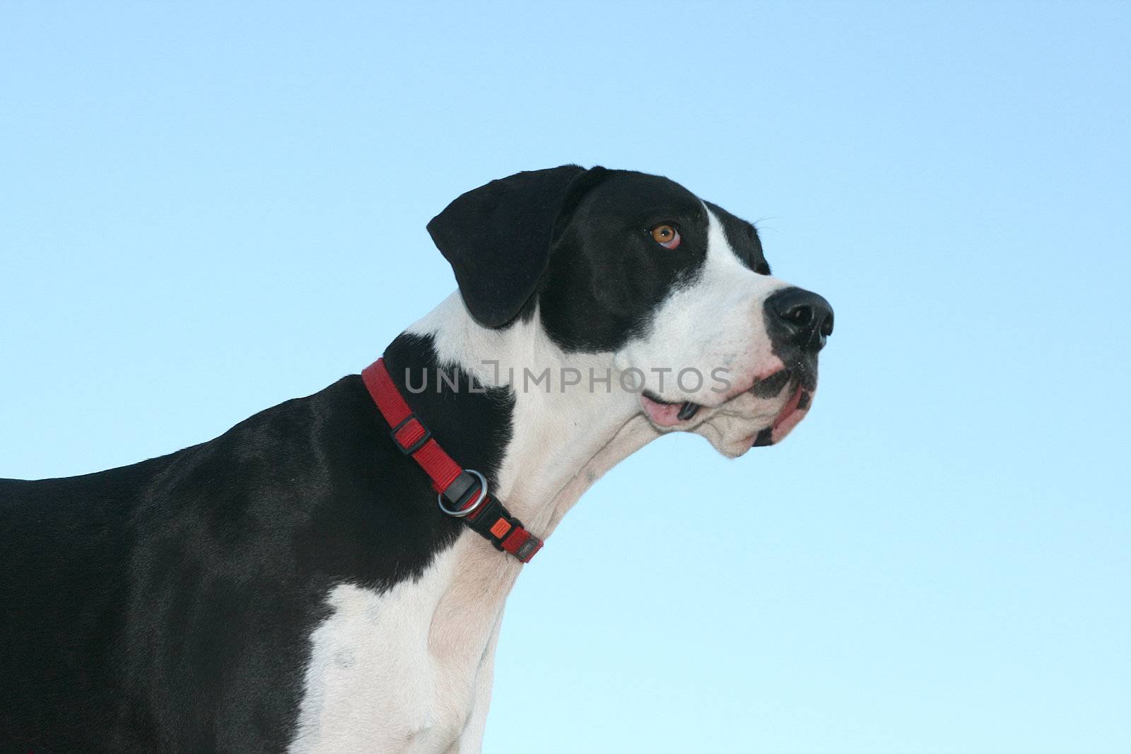 close up of a black and white great dane