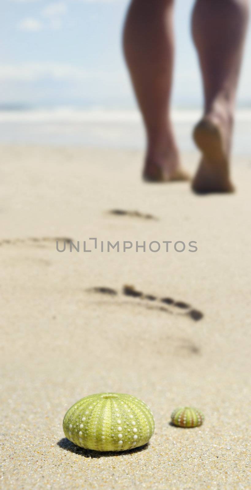 Sea urchin shells with the calves of someone walking on the beach in the background