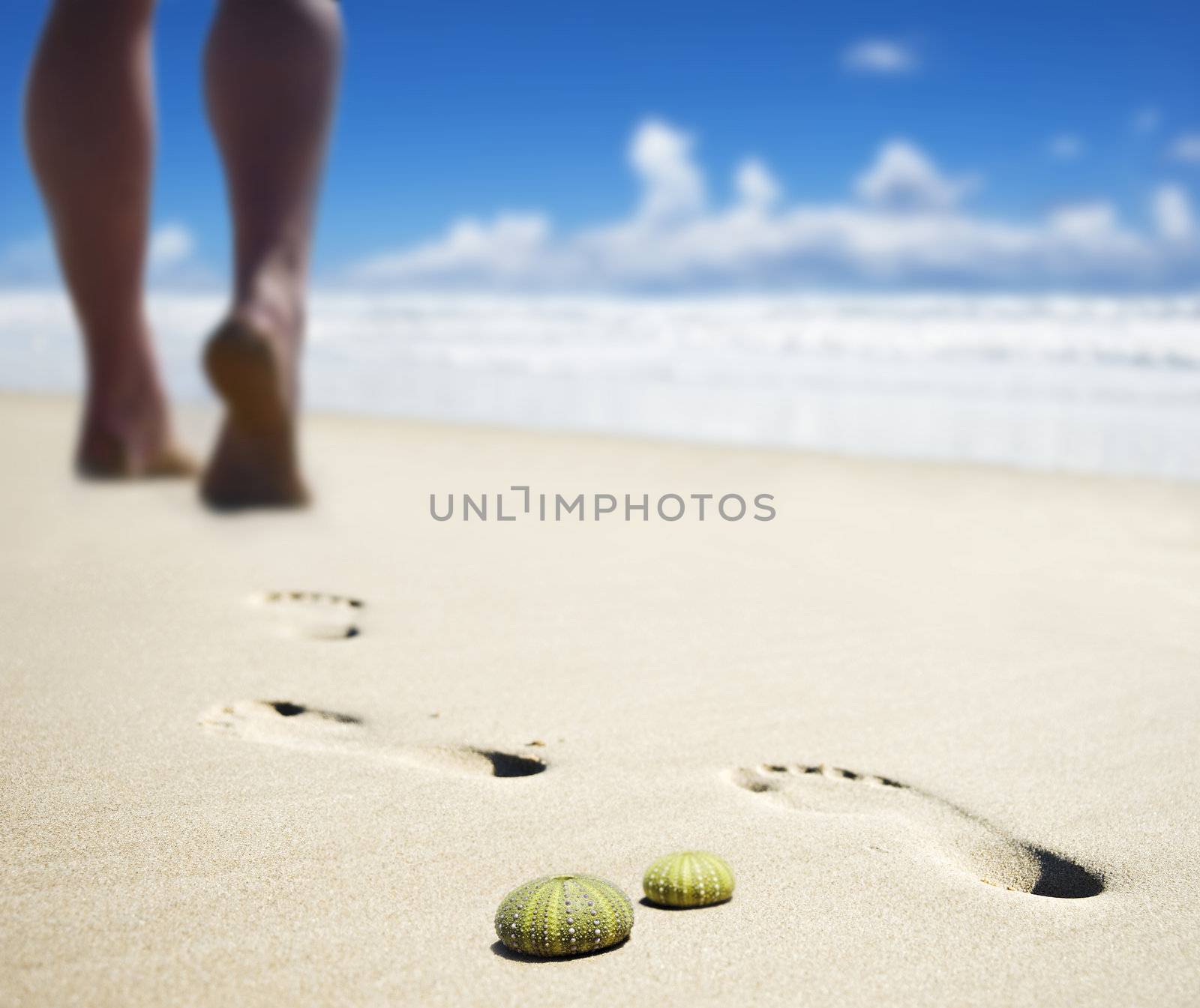 Sea urchin shells with the calves of someone walking on the beach in the background by tish1