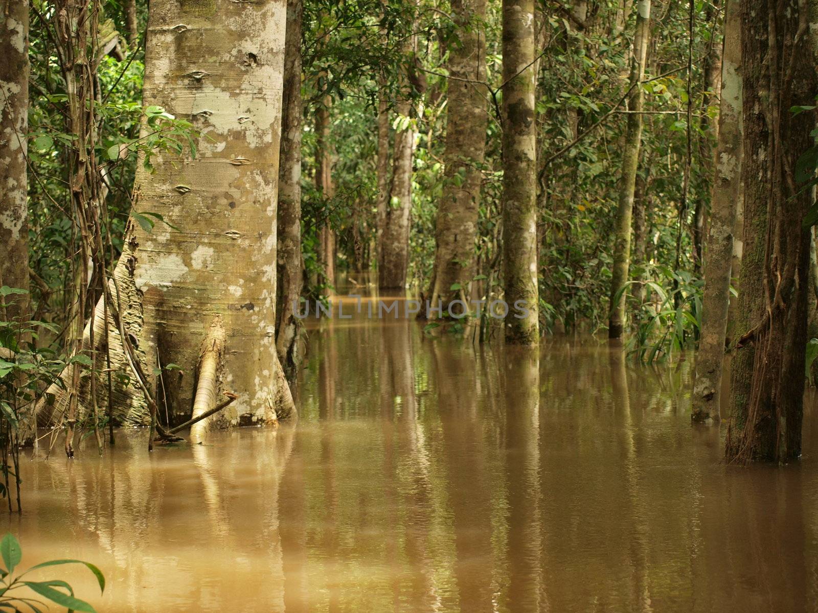 Flooded rain forest in Amazon basin by Alminaite