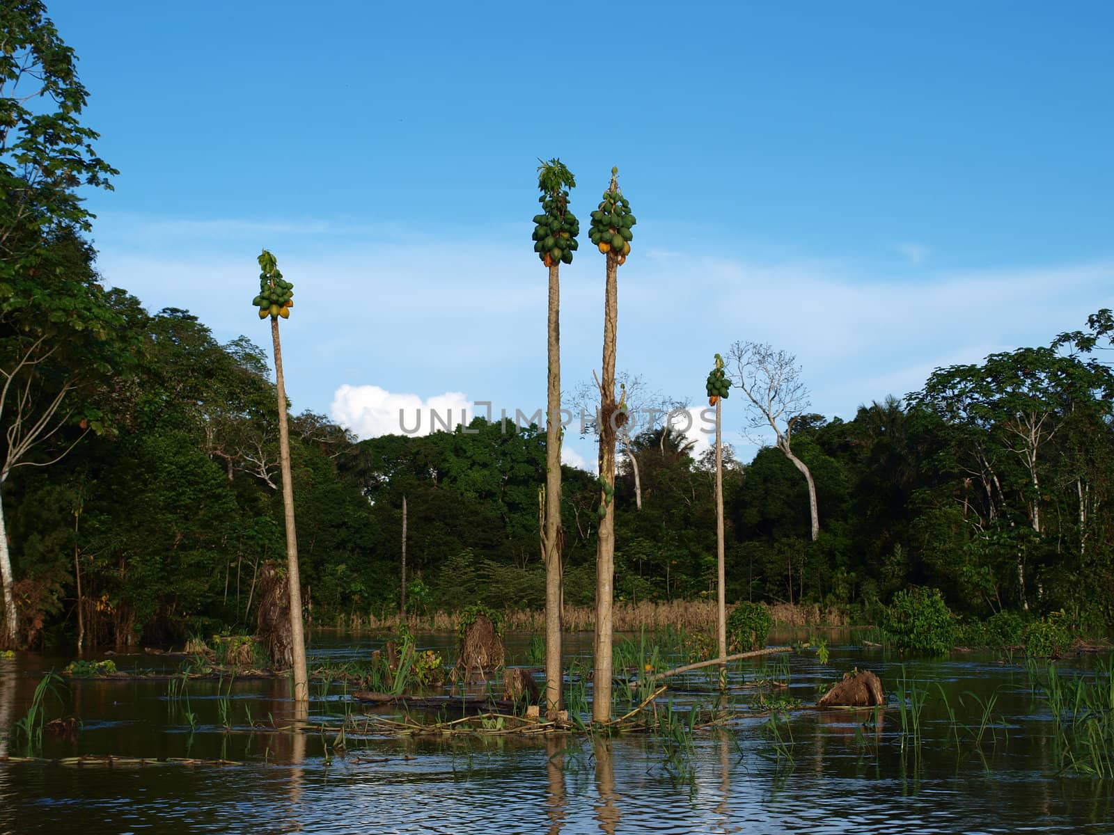 Flooded papaya farmland in Amazon river waters