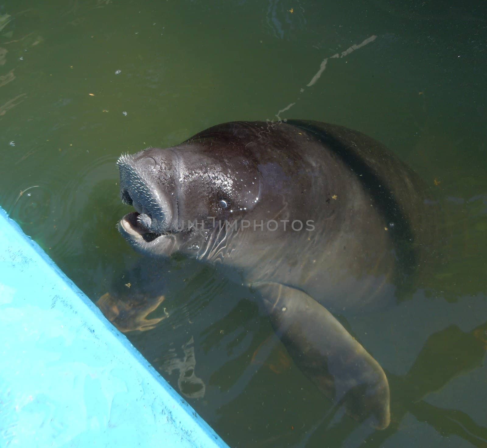 Manatee in a pond by Alminaite