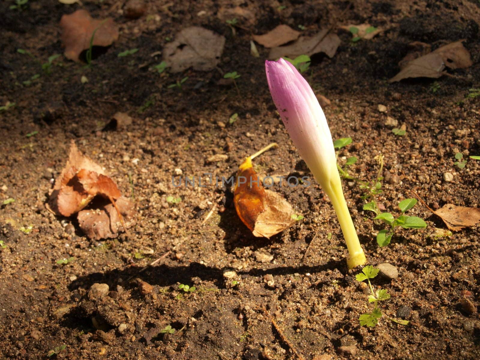 Determined autumn crocus flower sprouting on bare wet soil